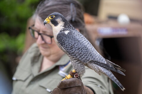 Falconer with bird